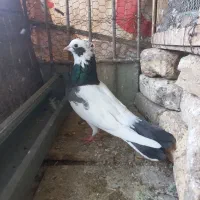 ماده گردن آبی