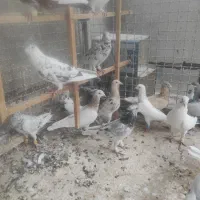 30 عدد کبوتر بوم