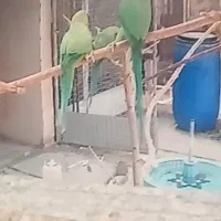 فروش جفت طوطی ملنگو و جفت شاه طوطی مولد آماده|پرنده|بندرعباس, |دیوار