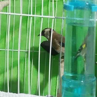 قناری سهره فنچ|پرنده|مشهد, کارگران|دیوار