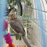 عروس هلندی