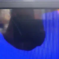 تلوزیون TCL|تلویزیون و پروژکتور|همدان, |دیوار