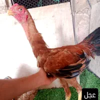 جوجه