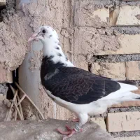 گم شده|حیوانات|مشهد, پنجتن|دیوار