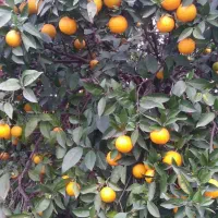 پرتقال محلی جنگلی