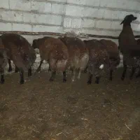 گوشت بره نر ارگانیک|حیوانات مزرعه|سیه رود, |دیوار