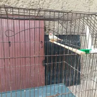 جفت فاعو درجه یک خوش رنگ|پرنده|چمران, |دیوار