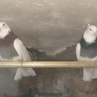 کبوتر طوقی و پشتار