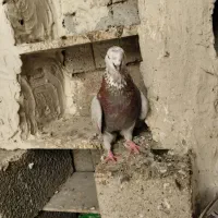 کبوتر فروشی