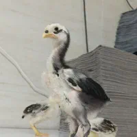 جوجه لاری|حیوانات مزرعه|تهران, جوادیه|دیوار