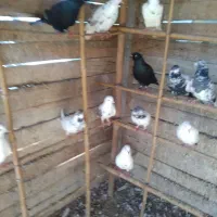 کبوتر|پرنده|رشت, حومه رشت|دیوار