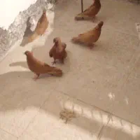پرنده معاوضه