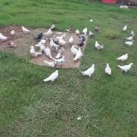 ۵۰عدد کبوتر|پرنده|رشت, حومه رشت|دیوار