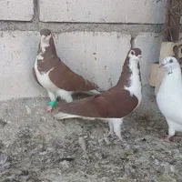 شهری نرو ماده|پرنده|خرمشهر, |دیوار