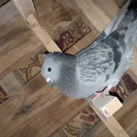 کفتر|پرنده|بم, |دیوار