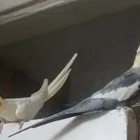 عروس هلندی نر و ماده|پرنده|مشهد, مصلی (کارمندان اول)|دیوار