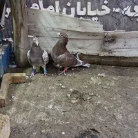 کبوتر دورگ و رنگی|پرنده|مبارکه, |دیوار