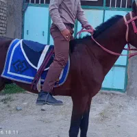 نریون تروبرد