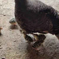 جوجه بوقلمون محلی