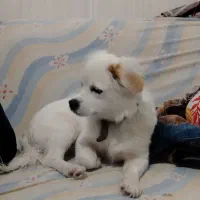 سگ تدی کوچولوشونه..|سگ|بردسیر, |دیوار