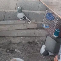 فروش کبوتر