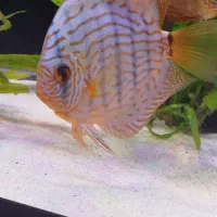 ماهی دیسکس|ماهی|فردیس, شهرک راه آهن|دیوار