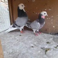 کفتر دوجفت دولاب