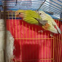 فروش دو عدد طوطی برزیلی