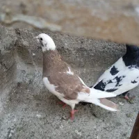 کبوتر|پرنده|مشهد, کوی دروی|دیوار