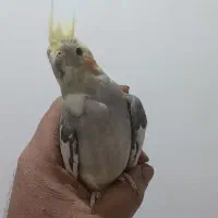 عروس هلندی،طوطی،سیاموند،مرغ عشق،پرنده