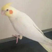 جوجه عروس هلندی|پرنده|بروجن, |دیوار