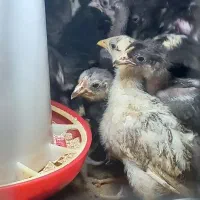 جوجه ، مرغ ،غاز،قوغاز،بلدرچین