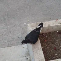 زاغ صرب و طوقی|پرنده|شیراز, آبیاری|دیوار