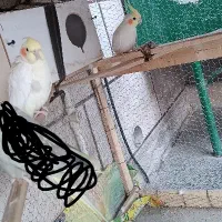 عروس هلندی لوتینو