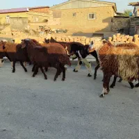 بره نر|حیوانات مزرعه|سیمین شهر, |دیوار