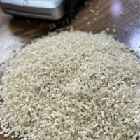 نیمدانه لاشه شکسته برنج هاشمی