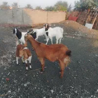 گوسفند سه قلو زا و چپشت