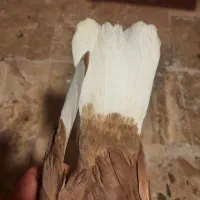 جوجه سرخ دم سفید|پرنده|گلبهار, شهر جدید گلبهار|دیوار