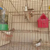 فنج|پرنده|کبودرآهنگ, |دیوار