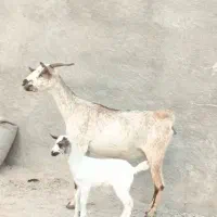 بز صلاله با کهره ماده|حیوانات مزرعه|بندرعباس, |دیوار