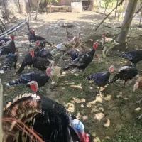 بوغلمون محلی|حیوانات مزرعه|همدان, |دیوار