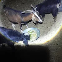 بز جوان  دورگ صلاله