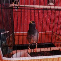 یک جفت مرغ مینا با قفس و لوازم