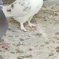 حیوون گرفتنی آس