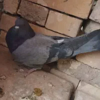 ۷ عدد کبوتر|پرنده|بروجن, |دیوار