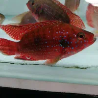 آکواریوم اسکار|ماهی|بیجار, |دیوار