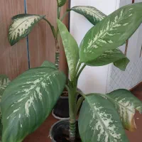 انواع گل اپارتمانی|گل و گیاه طبیعی|نهاوند, |دیوار