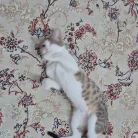 واگذاری فوری بچه گربه حمایتی|گربه|فردیس, فردیس|دیوار