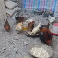 مرغ|حیوانات مزرعه|باسمنج, |دیوار