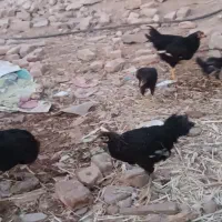 جوجه مرغ و خروس ۷ ماهه و لاری ۷ ماهه|حیوانات مزرعه|طبس, |دیوار